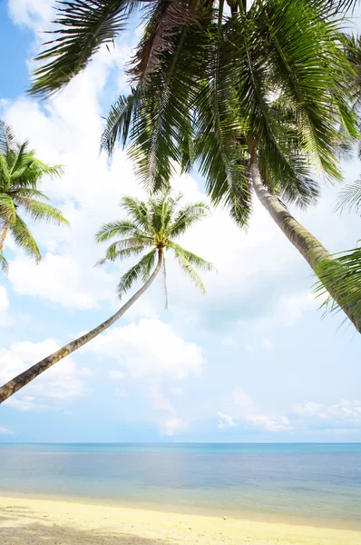 Blick auf schönen tropischen Strand mit ein paar Palmen — Stockfoto