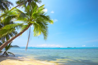 güzel tropik sahil bazı avuç görünümünü