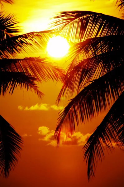 Екватора захід сонця — стокове фото