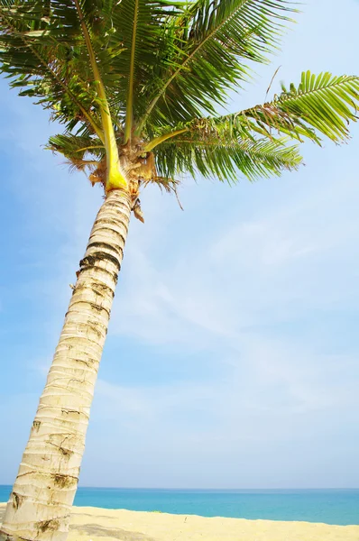 Widok miły tropikalnej plaży z palmami w okolicy: — Zdjęcie stockowe