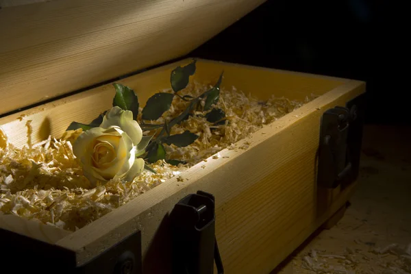 Pohled na pěkné čerstvé růže v řízky plněné dřevěný box — Stock fotografie