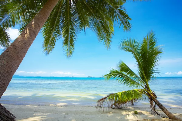 Vista da praia tropical agradável com algumas palmas ao redor — Fotografia de Stock