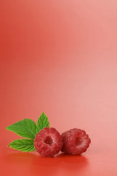 Close up view of nice fresh red raspberry. Good for label, lots of copy space. — Stock Photo, Image