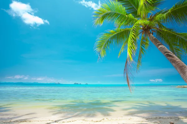 Visa av trevlig tropisk strand med några palmer runt — Stockfoto