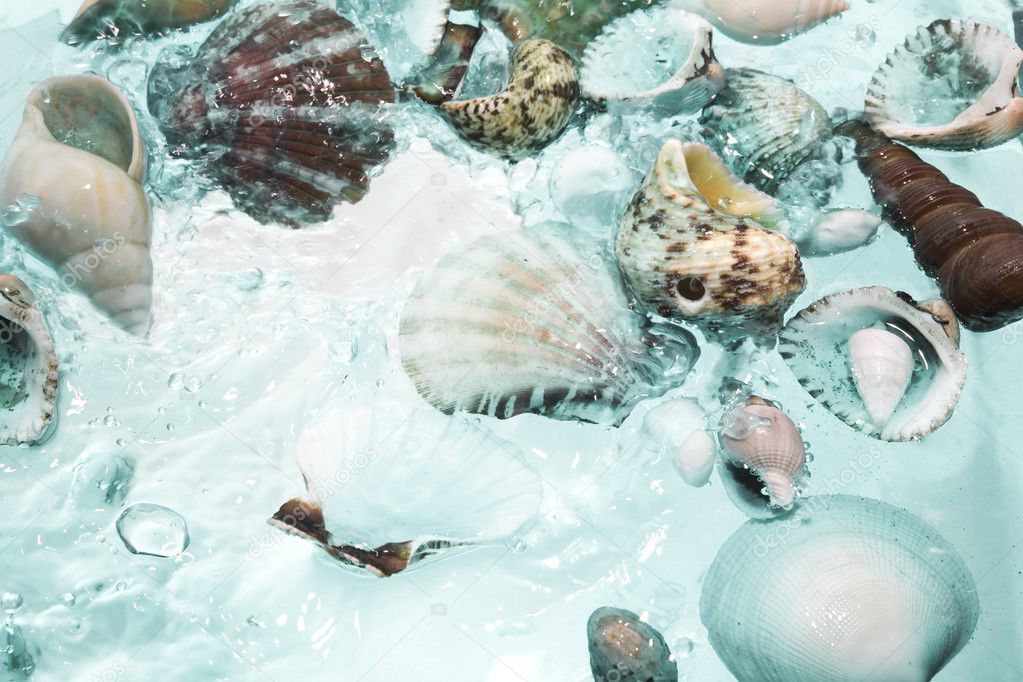 Close up view of different kind of shells on splashing water background
