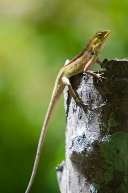 güzel renkli kertenkele yaz ortamında görünümünü