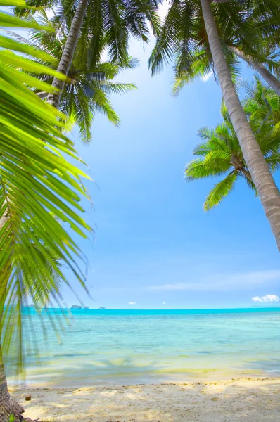 Uitzicht op mooie tropische strand met sommige palmen rond — Stockfoto