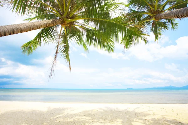 Vista da praia tropical agradável com algumas palmas ao redor — Fotografia de Stock