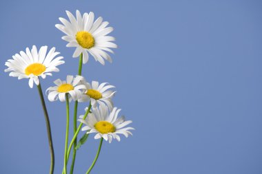 mavi arka görünümü papatya. afiş, kopya ferah.