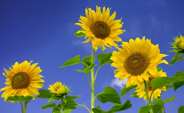 Vista di bei girasoli freschi sul cielo blu indietro — Foto Stock