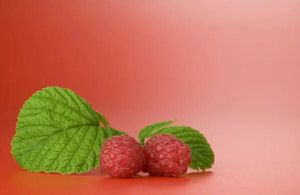 Close up view of nice fresh red raspberry. Good for label, lots of copy space. — Stock Photo, Image