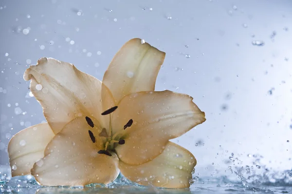 Close up view of nice fresh Madonna lily flower — Stock Photo, Image