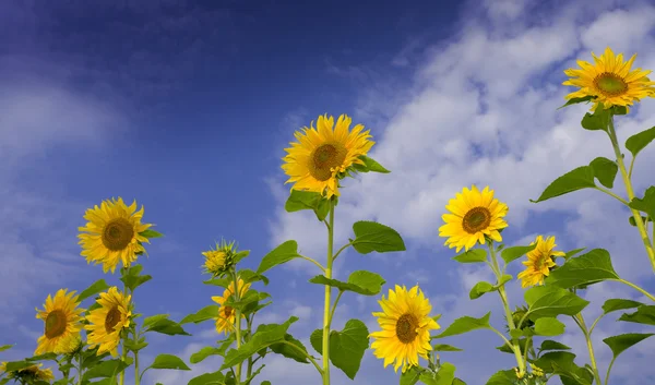 Mavi gökyüzü geri güzel taze ayçiçeği görünümü — Stok fotoğraf