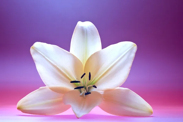 Zblízka pohled pěkné čerstvé madonna lily květina — Stock fotografie