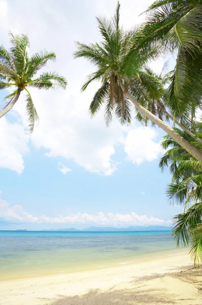 View of nice tropical beach with some palms around — Stock Photo, Image