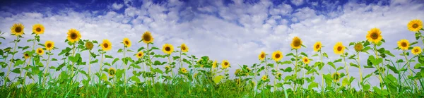 Pohled pěkné čerstvé slunečnice na modré obloze zpět — Stock fotografie