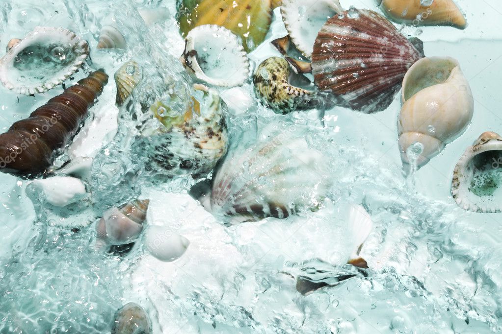 Close up view of different kind of shells on splashing water background