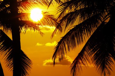 Tropic günbatımı