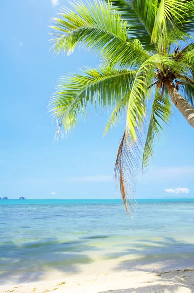 漂亮的热带海滩与一些棕榈树围绕的视图 — 图库照片