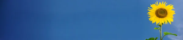 Вид на красивые свежие подсолнухи на голубом небе — стоковое фото