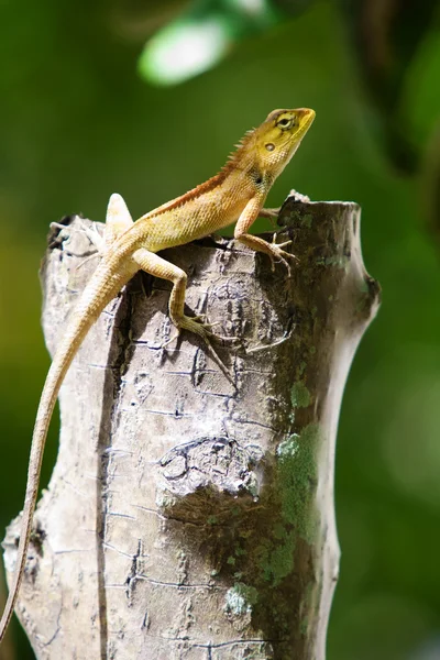 Vista de un bonito lagarto colorido en verano — Foto de Stock