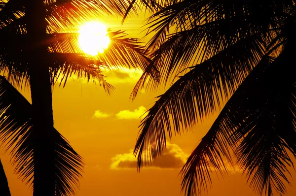 Tropic sunset — Stockfoto