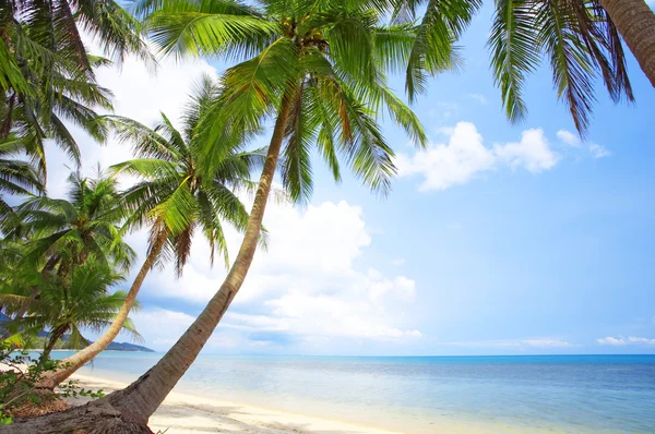 Pohled pěkné tropické pláže s některých palem a okolí — Stock fotografie