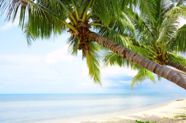 güzel tropik sahil bazı avuç görünümünü