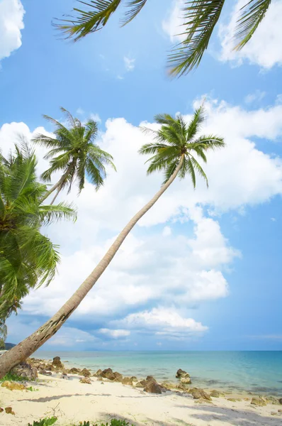 Visa av trevlig tropisk strand med några palmer runt — Stockfoto