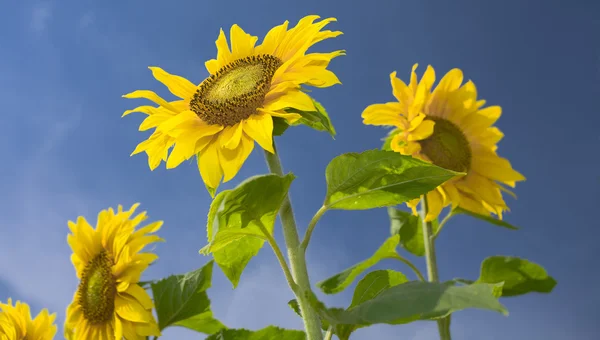 Blick auf schöne frische Sonnenblumen am blauen Himmel zurück — Stockfoto