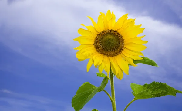 Widok ładny świeży słoneczniki na niebieski niebo powrót — Zdjęcie stockowe