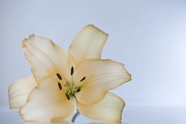 Close-up view of nice fresh lily on gray back. — Stock Photo, Image