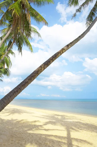 Blick auf schönen tropischen Strand mit ein paar Palmen — Stockfoto