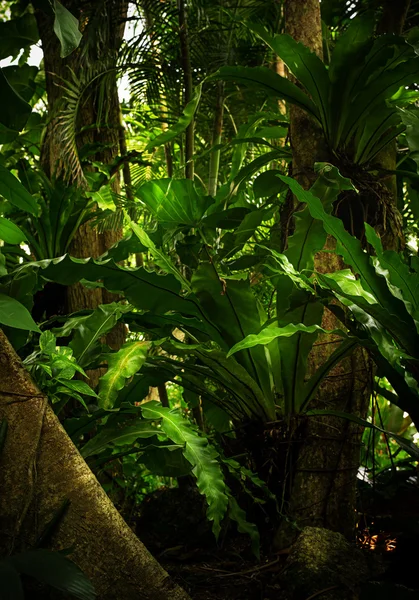 Jungle — Stockfoto