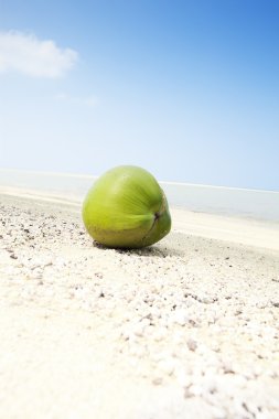 Coconutcoconut