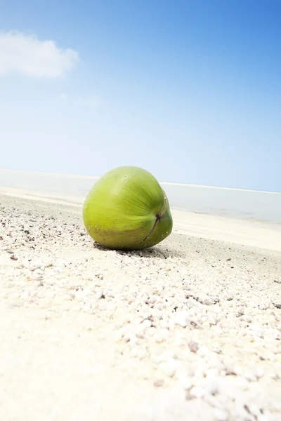 Coconutcoconut — Φωτογραφία Αρχείου