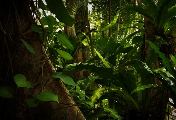 Vista a cores da selva tropical nebulosa de cor agradável — Fotografia de Stock