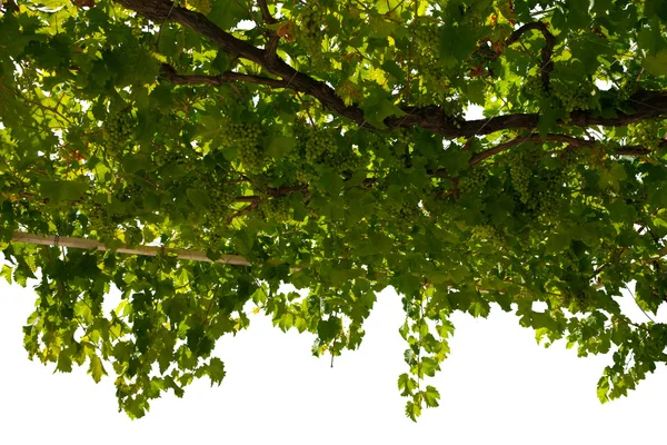 Druif tak met groene bladeren geïsoleerd op witte close-up — Stockfoto