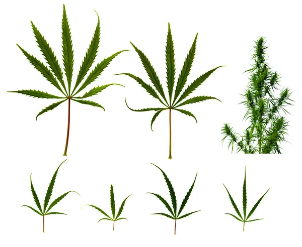 Close up collection of cannabis leafs — Stock Photo, Image
