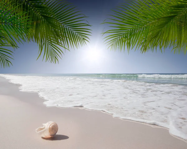 Vista Bonita Playa Tropical Con Algunas Palmeras —  Fotos de Stock