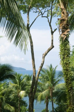 Güzel tropikal deniz manzarası ve palmiyeler