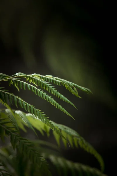 Fragment Uitzicht Mooie Mist Groene Tropische Jungle — Stockfoto