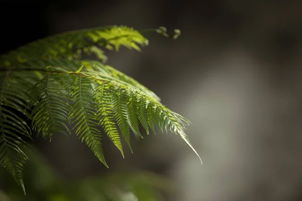 Fragment Widok Ładny Mgła Zielony Tropikalna Dżungla — Zdjęcie stockowe