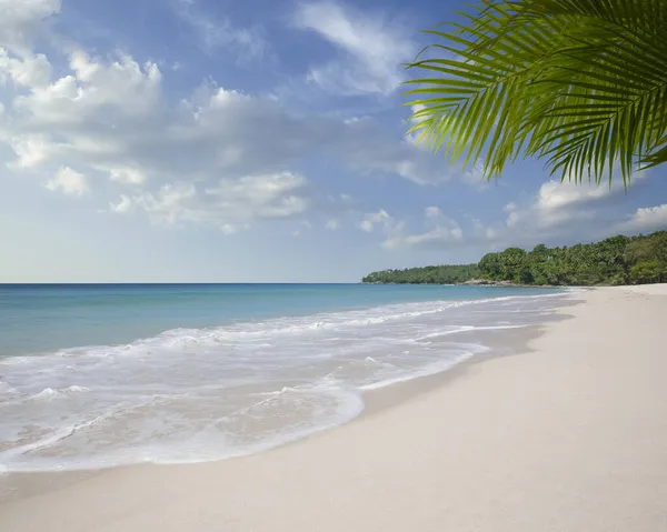 Vista Praia Tropical Agradável Com Algumas Palmas — Fotografia de Stock