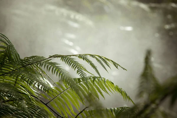 Fragmento Vista Agradable Niebla Verde Selva Tropical — Foto de Stock