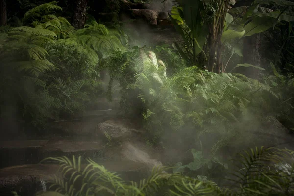Вид Красивые Туманные Зеленые Джунгли — стоковое фото