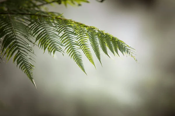 Fragment Widok Ładny Mgła Zielony Tropikalna Dżungla — Zdjęcie stockowe