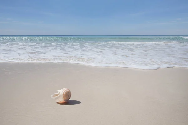 热带海滩上的海贝壳和背景上的水 — 图库照片