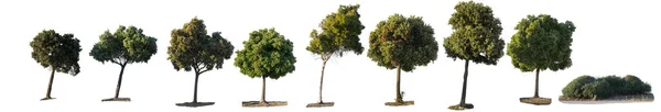 Utsikt Över Uppsättning Gröna Träd Och Buske Vit Rygg För — Stockfoto