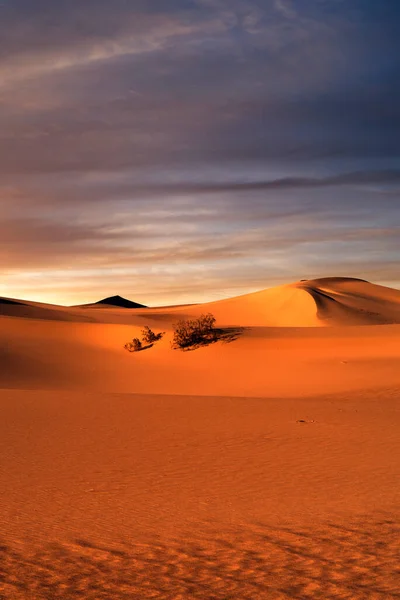 Blick Auf Schöne Sanddünen Und Palmen Sands Dunes National Park — Stockfoto